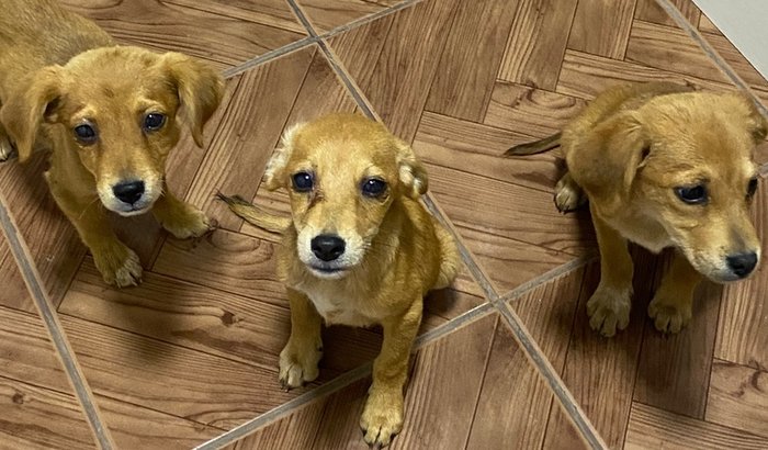 Ajude os caramelos 🐶🐶🐶🐶🐶