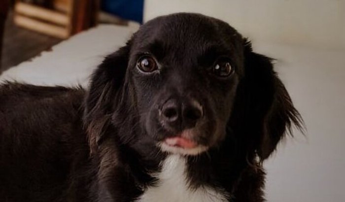 Sou o Candinho, você pode me ajudar a ganhar uma nova chance?