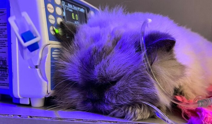 Ajude no tratamento da Agatha 💜