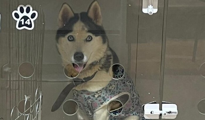 Ajude no tratamento da Maya