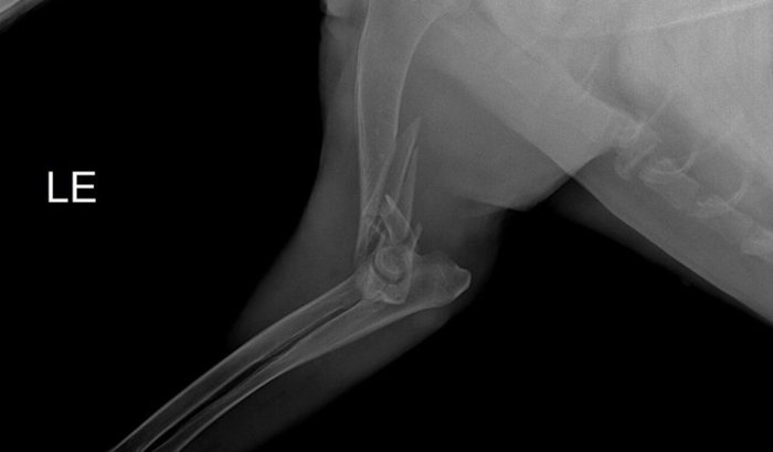 Ajuda para cirurgia do meu pet