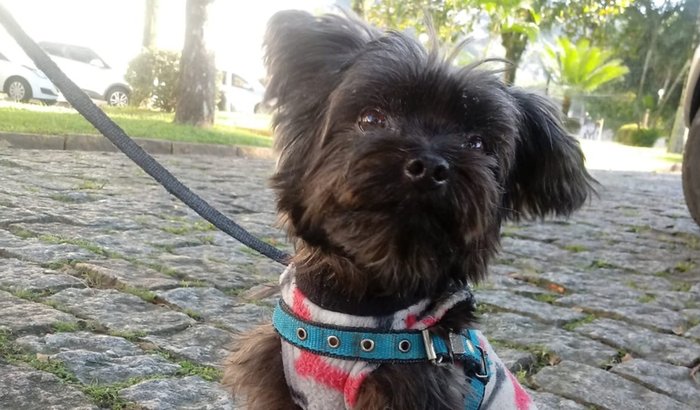 Ajude o Billy nessa luta pela vida 🐾💛