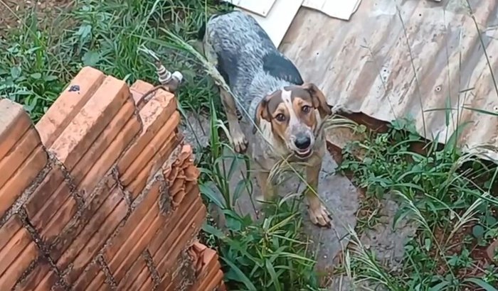 Ajude filhote Maus Tratos