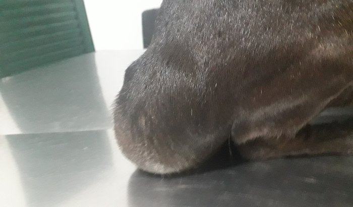 Colabore com a cirurgia do neguinho