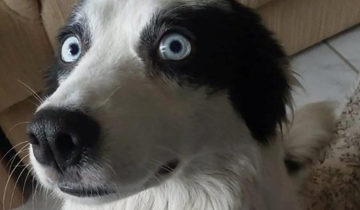 Nos ajude com as dívidas com o veterinário
