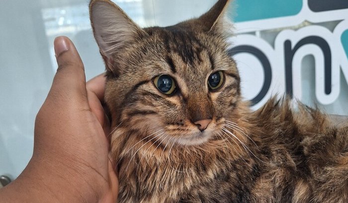 Ultima chance para andar