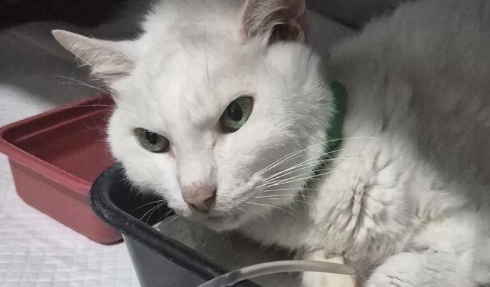 Ajuda para a cirurgia do Mingau