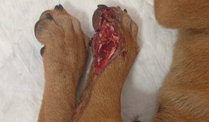Ajuda doguinho atropelado com exposição óssea