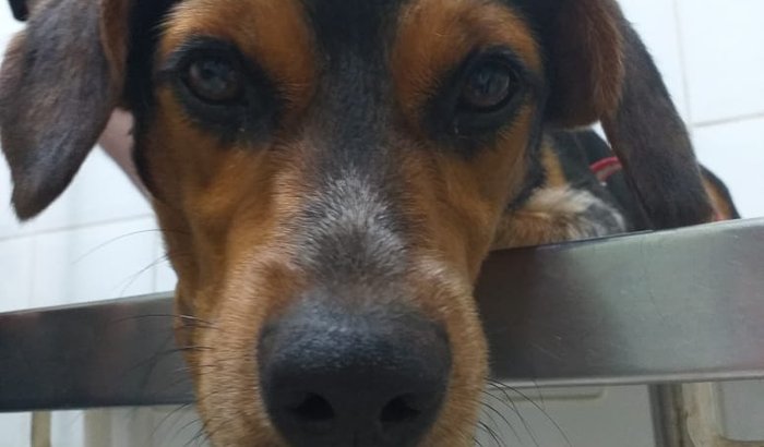 Ajude o Francisco - Cirurgia do Fêmur