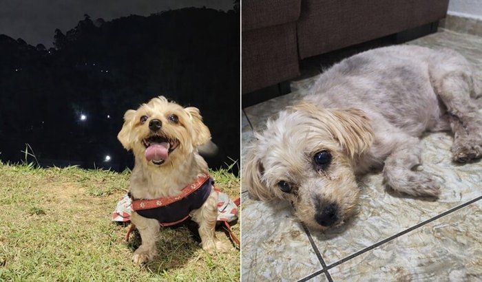 Mel precisa enxergar de novo — ajude nossa cachorrinha a recuperar a visão.