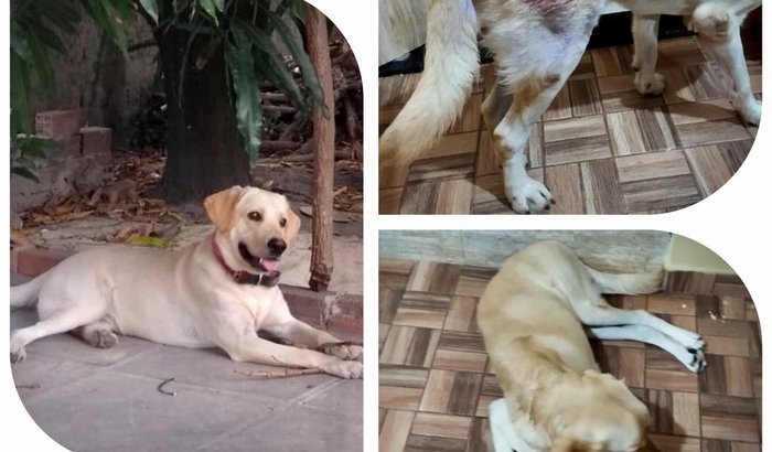 Nos ajude trazer Tob para casa