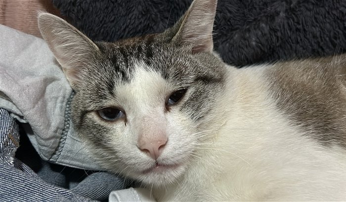 Salve meu gatinho: cirurgia urgente 🙏🐾