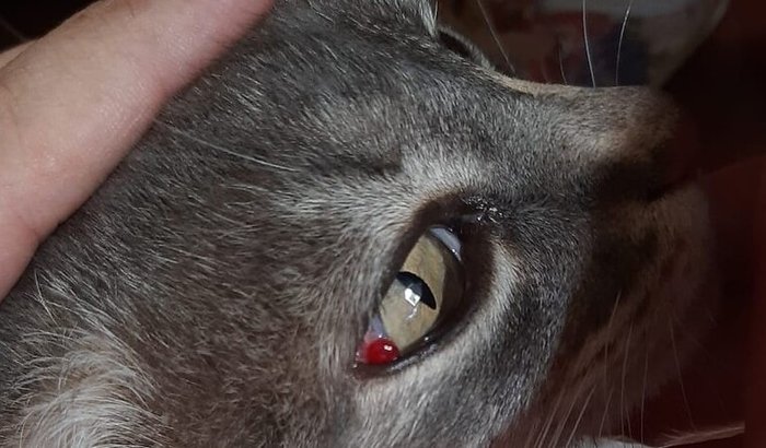 Tratamento da Nina contra um câncer