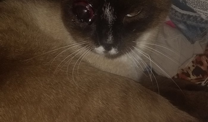 Cirurgia do Simba