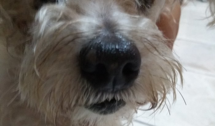 Tratamento da Cadelinha Lilly