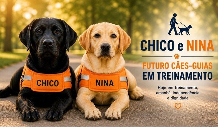 Missão Cão-Guia: Olhos que guiam, atitudes que transformam
