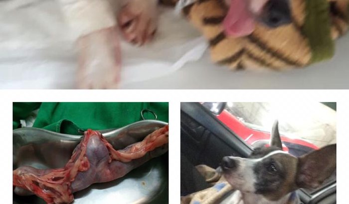 Ajuda para o tratamento da Bene