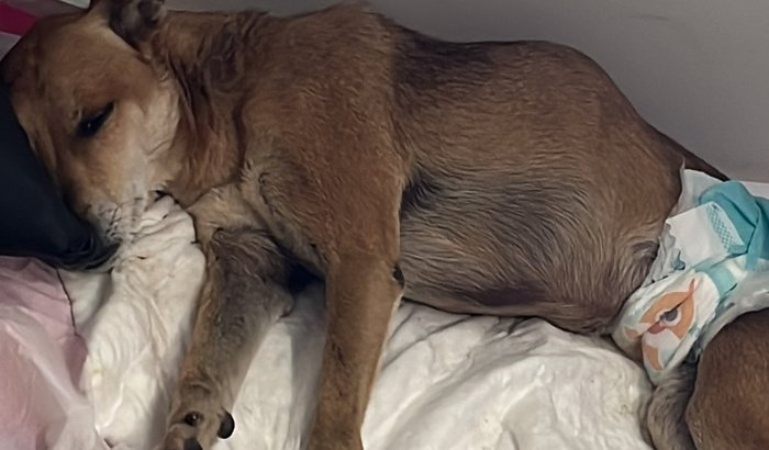 Cirurgia pro Loki 🐶