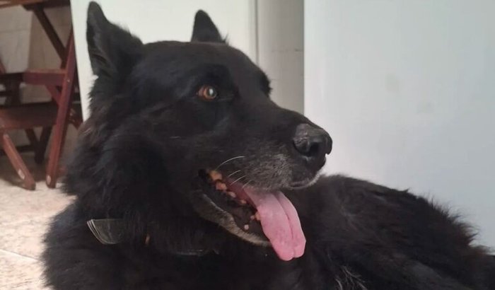 Tratamento veterinário do Zé Pequeno