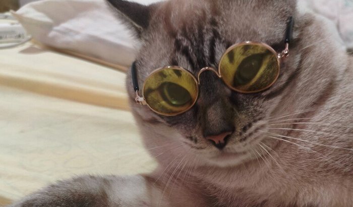 Tratamento de Felv para Ninho