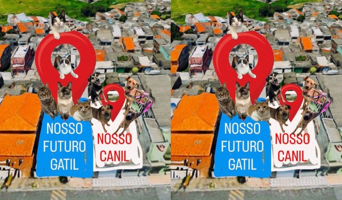 CANIL E GATIL JUNTOS! Mais de 90 animais abrigados.