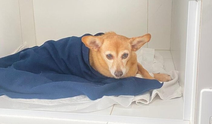 Ajuda para custear tratamento Lola