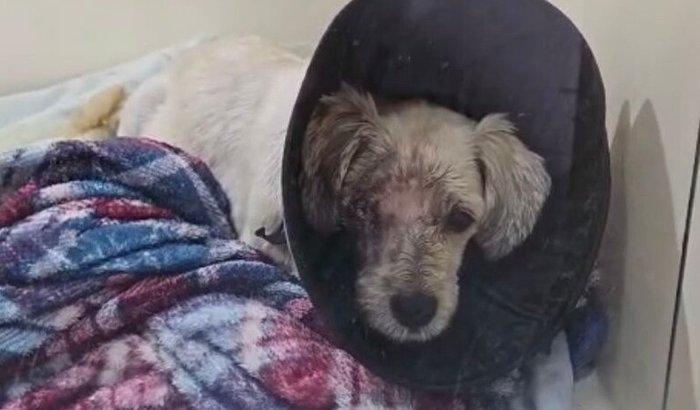 🐾 Ajude a salvar uma vida, o Oscar precisa de nós!🐾
