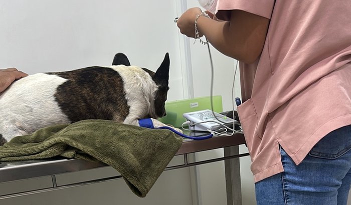 Ajuda no tratamento do meu cachorro