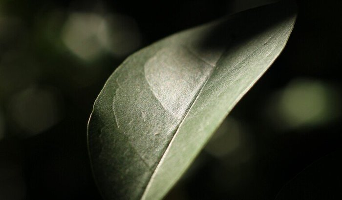 Plantando Cultura - Jardim Horta das Soluções