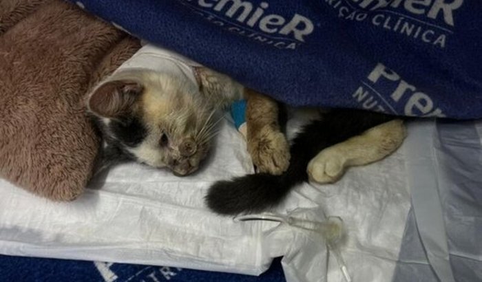 🚨 URGENTE: O Thor precisa de nós para viver! 🐾