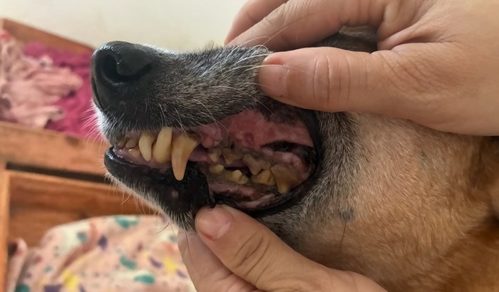 Ajude o Caramelo a recuperar o sorrisão 🦷