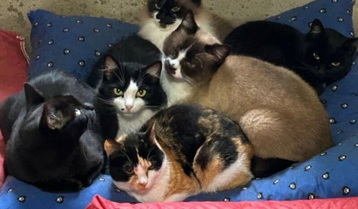 Ajuda para gatinhos com felv.