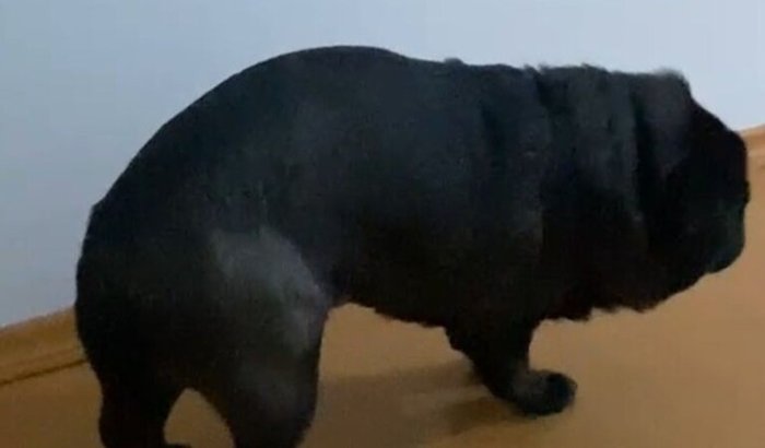 Ajude o Tobias a não parar de andar