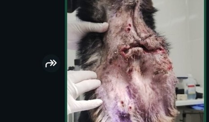 Ajude o abrigo largados e peludos