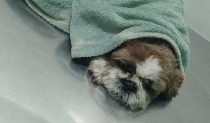 Ajudem meu Doguinho por favor!!!