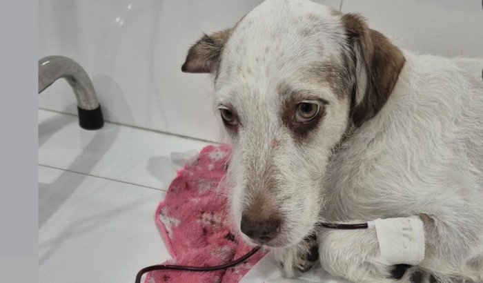 Uma chance de cura para nossa pequena Azusa 🐾