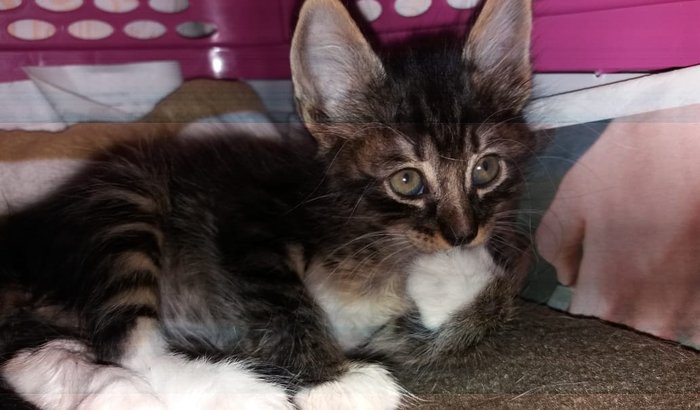 Ajuda para o gatinho Bram