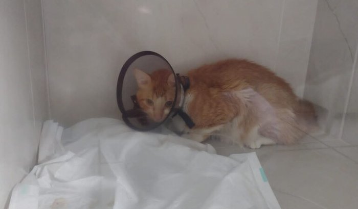 Vakinha pra cirurgia do Milo