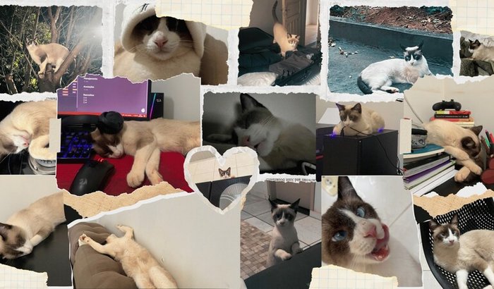 Ajude o Limes (Gatinho com o Fêmur quebrado)