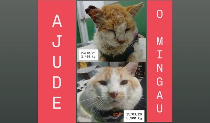 Ajude o Mingau a fazer a cirurgia