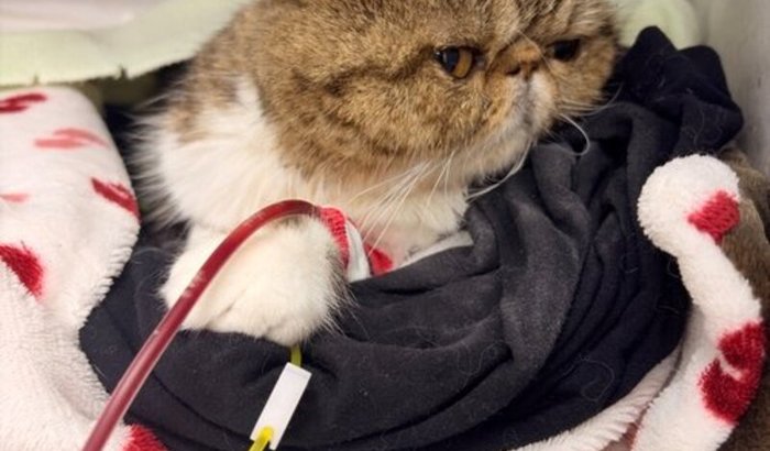 😻🙏🏻🐾 Ajude o Petkovic a continuar lutando pela vida 😻❤️🙏🏻