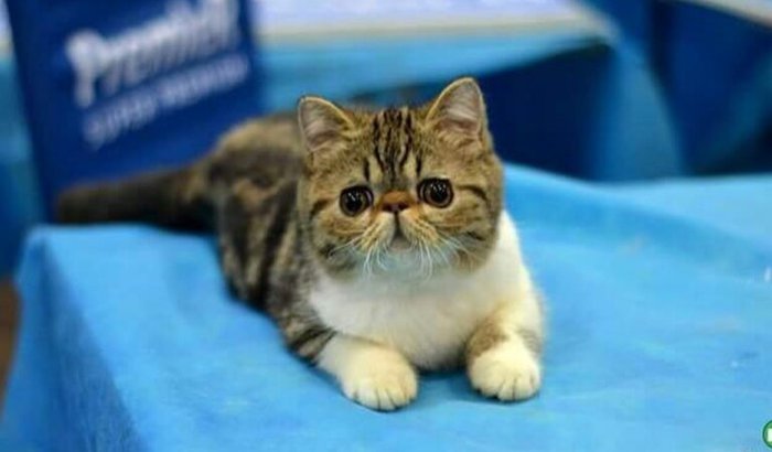 😻❤️🐾 PETKOVIC VENCENDO! AGORA PRECISAMOS VENCER A DÍVIDA. 🐾❤️