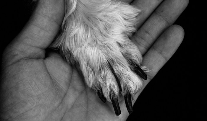 Ajude a custear o procedimento veterinário da tulipa
