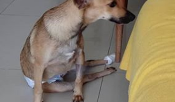 Aninha Precisa de Ajuda!