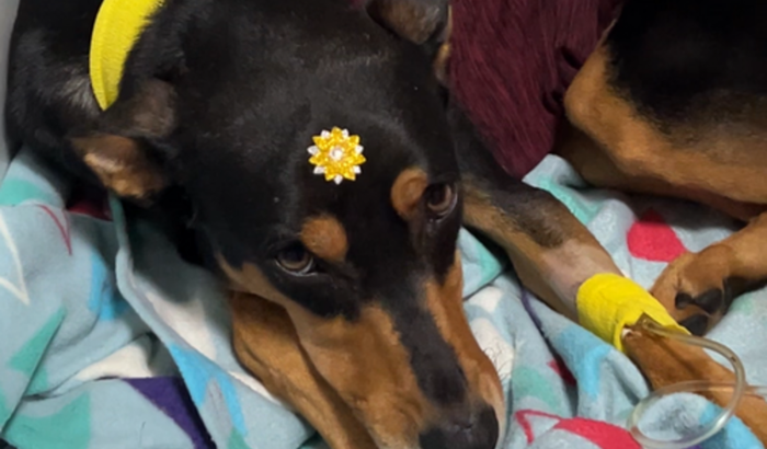 Ajudem a Nala