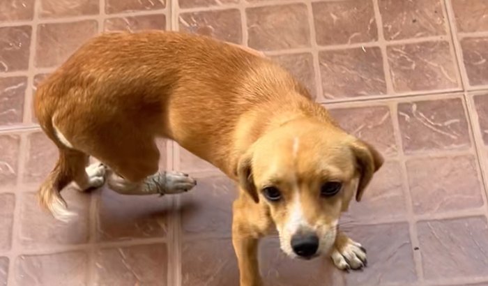 Cirurgia de cachorrinha encontrada na rua