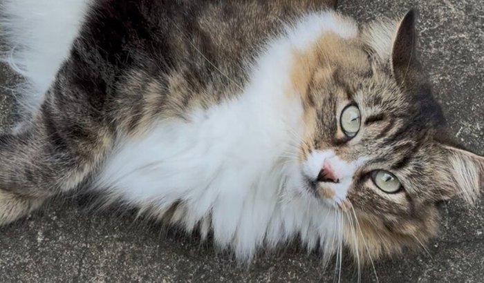 Ajude a curar nossos gatinhos e zerar nossa dívida na clínica!