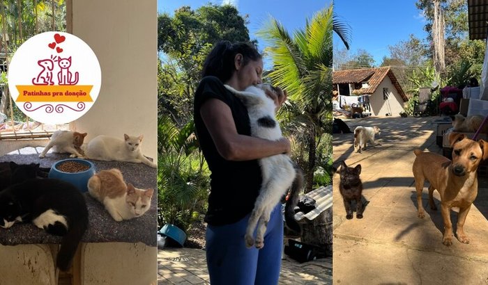 Ajude ONG com mais de 200 animais resgatados que serão despejados a construir um novo abrigo