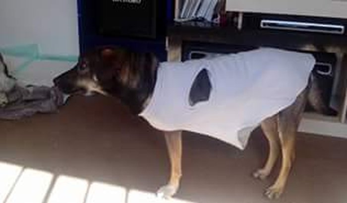 Para pagar débitos veterinários de cães resgatados