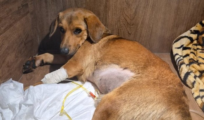 Ajuda para a cirurgia do Caramelo atropelado